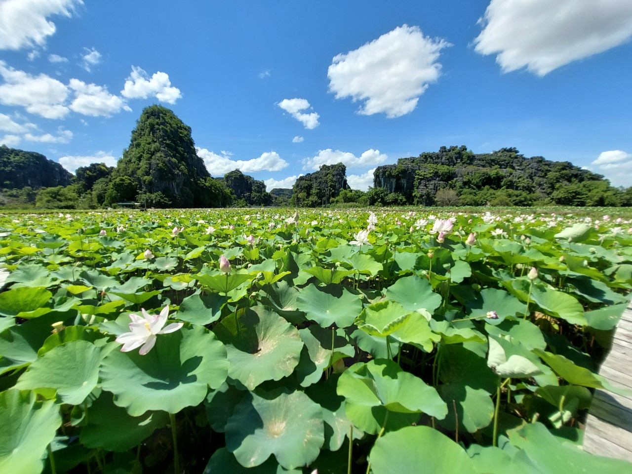 Du ngoạn đầm sen dưới chân núi Ngọa Long